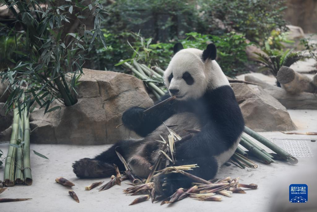 棋牌捕鱼游戏平台
